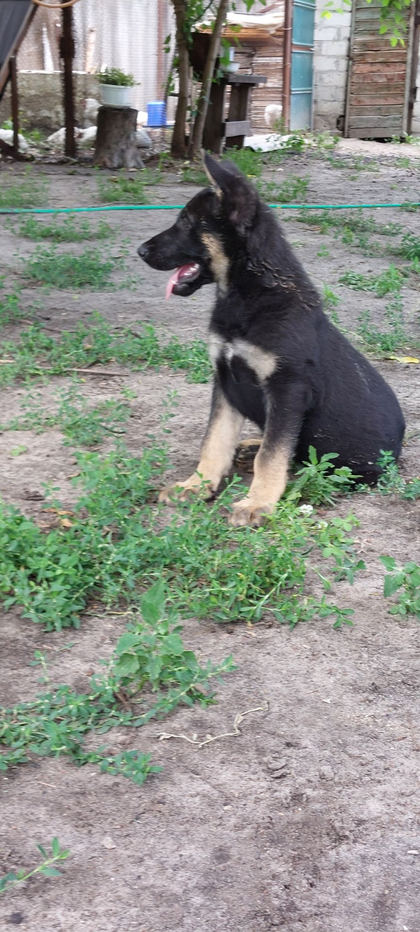 Щенок Восточноевропейской овчарки мальчик