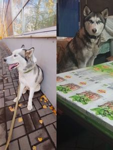 Щенки сибирской хаски