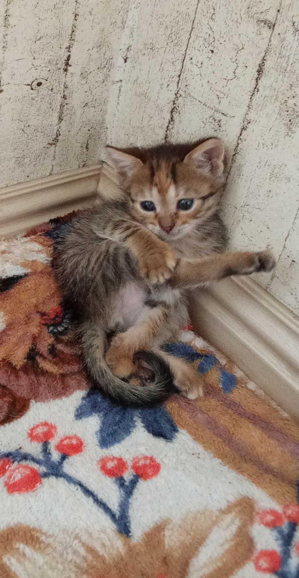Кошенята шукають люблячу родину