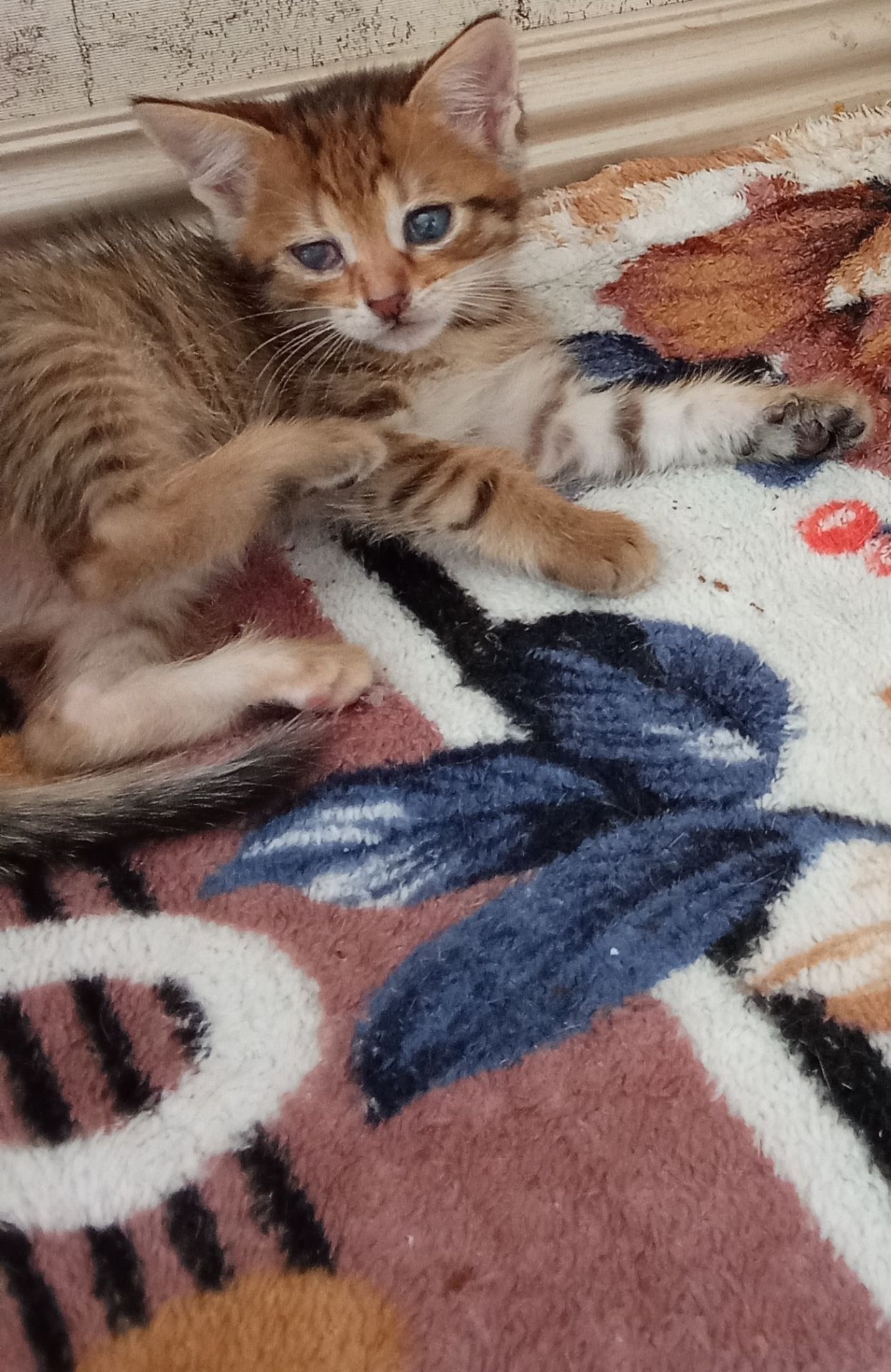 Кошенята шукають люблячу родину