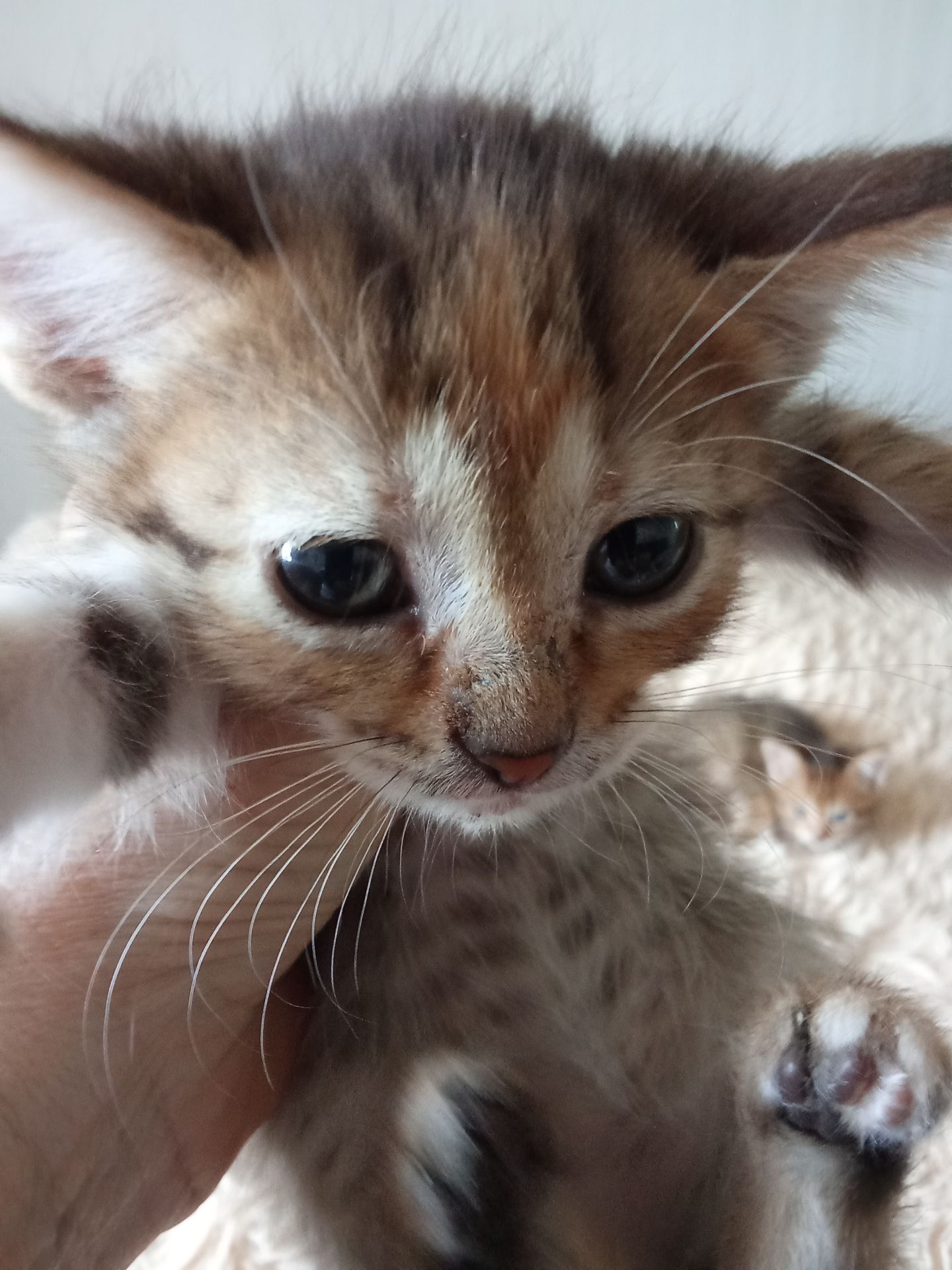 Кошенята шукають люблячу родину