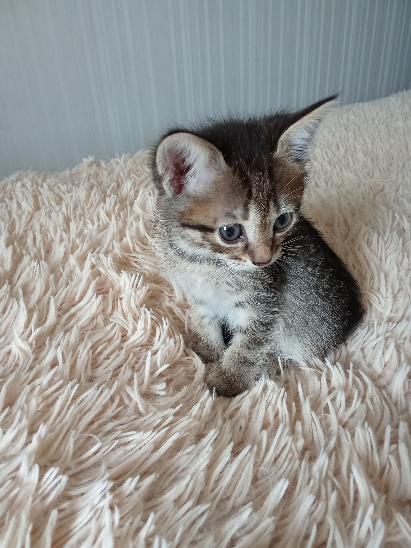 Кошенята шукають люблячу родину