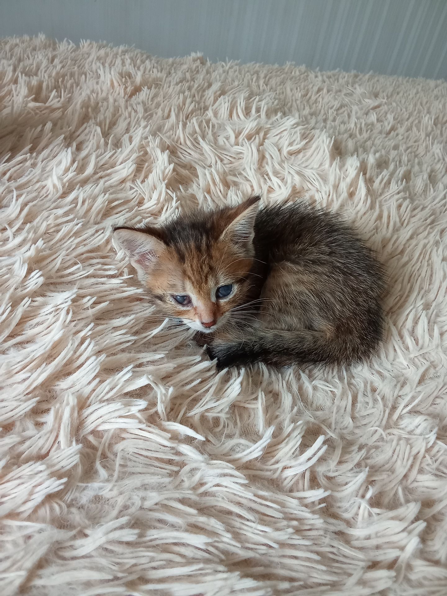 Кошенята шукають люблячу родину