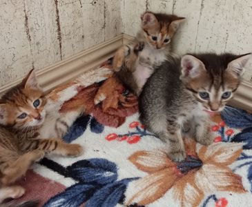 Кошенята шукають люблячу родину