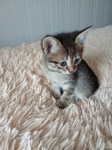 Кошенята шукають люблячу родину