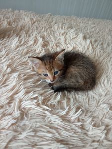 Кошенята шукають люблячу родину