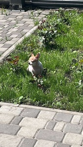 Чихуахуа, кастрирован, 5 лет