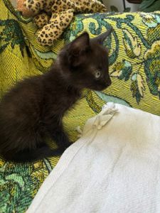 Котеня Том