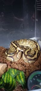 Королівський пітон