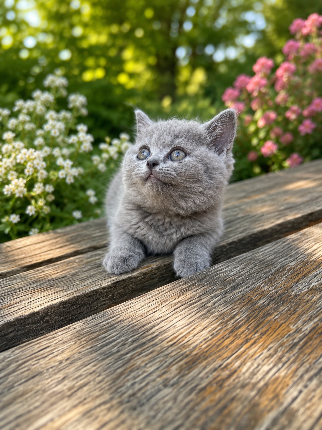 Кошенята скотіш фолд та скотіш страйт