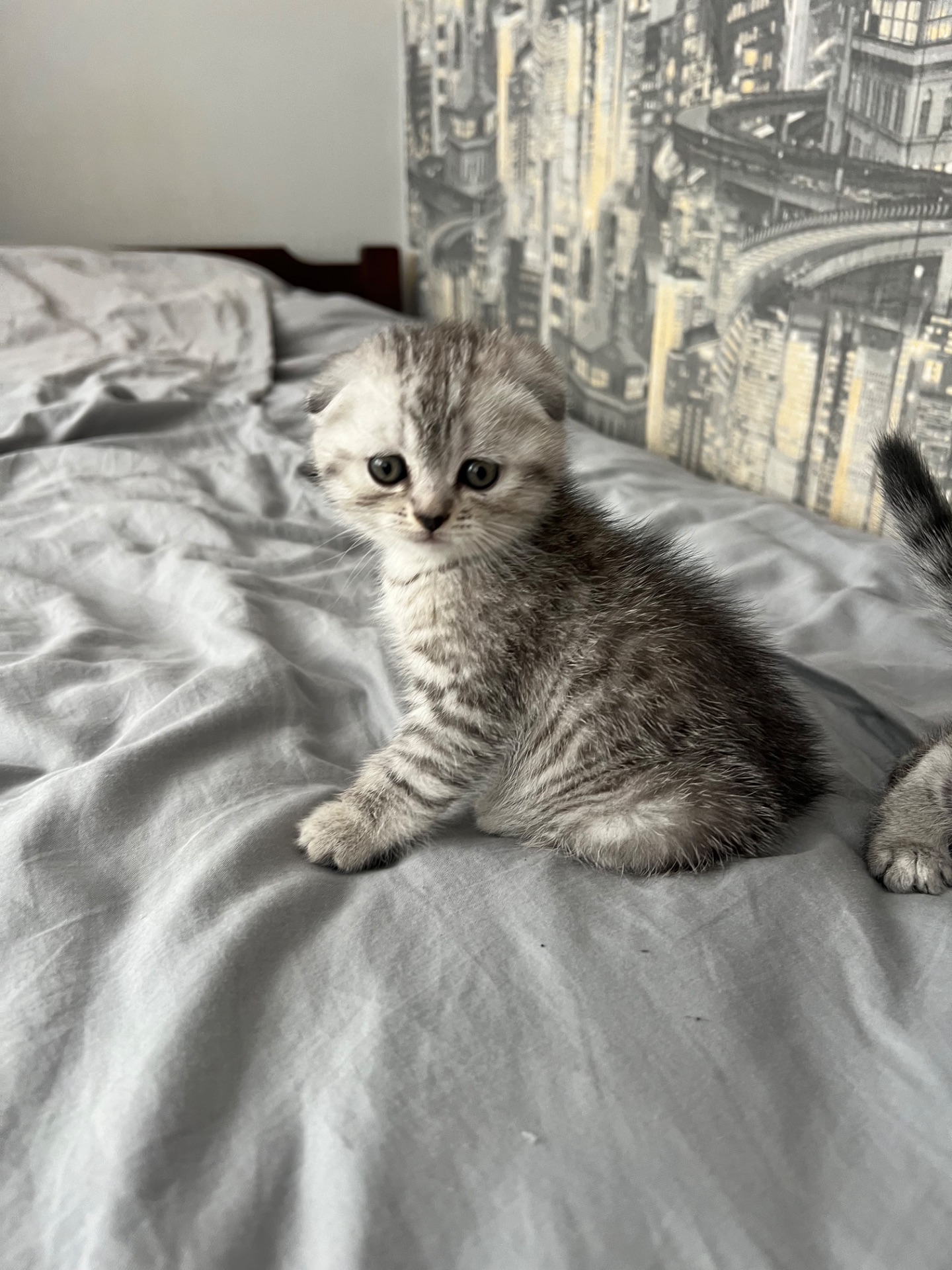 Кошенята шотландців