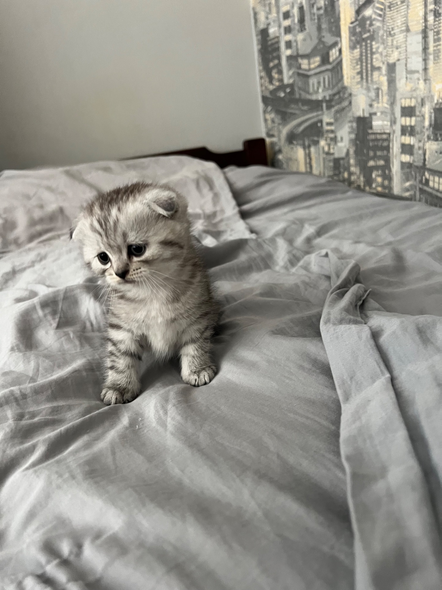 Кошенята шотландців