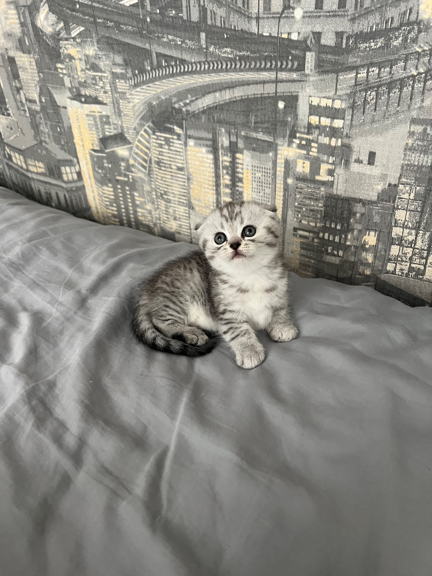 Кошенята шотландців