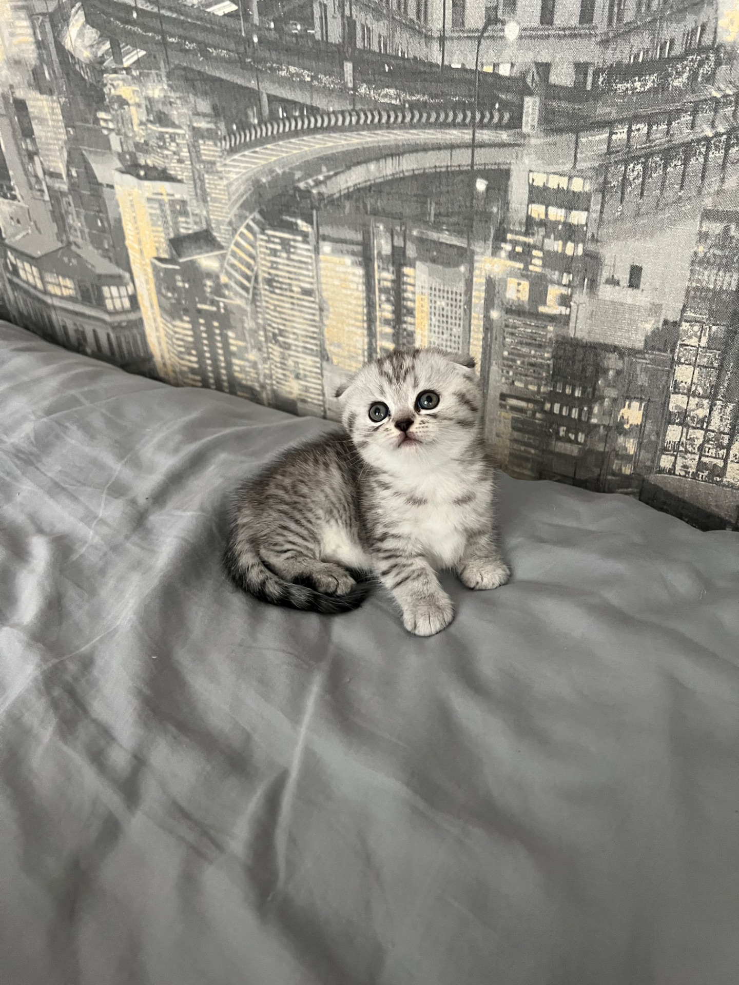 Кошенята шотландців