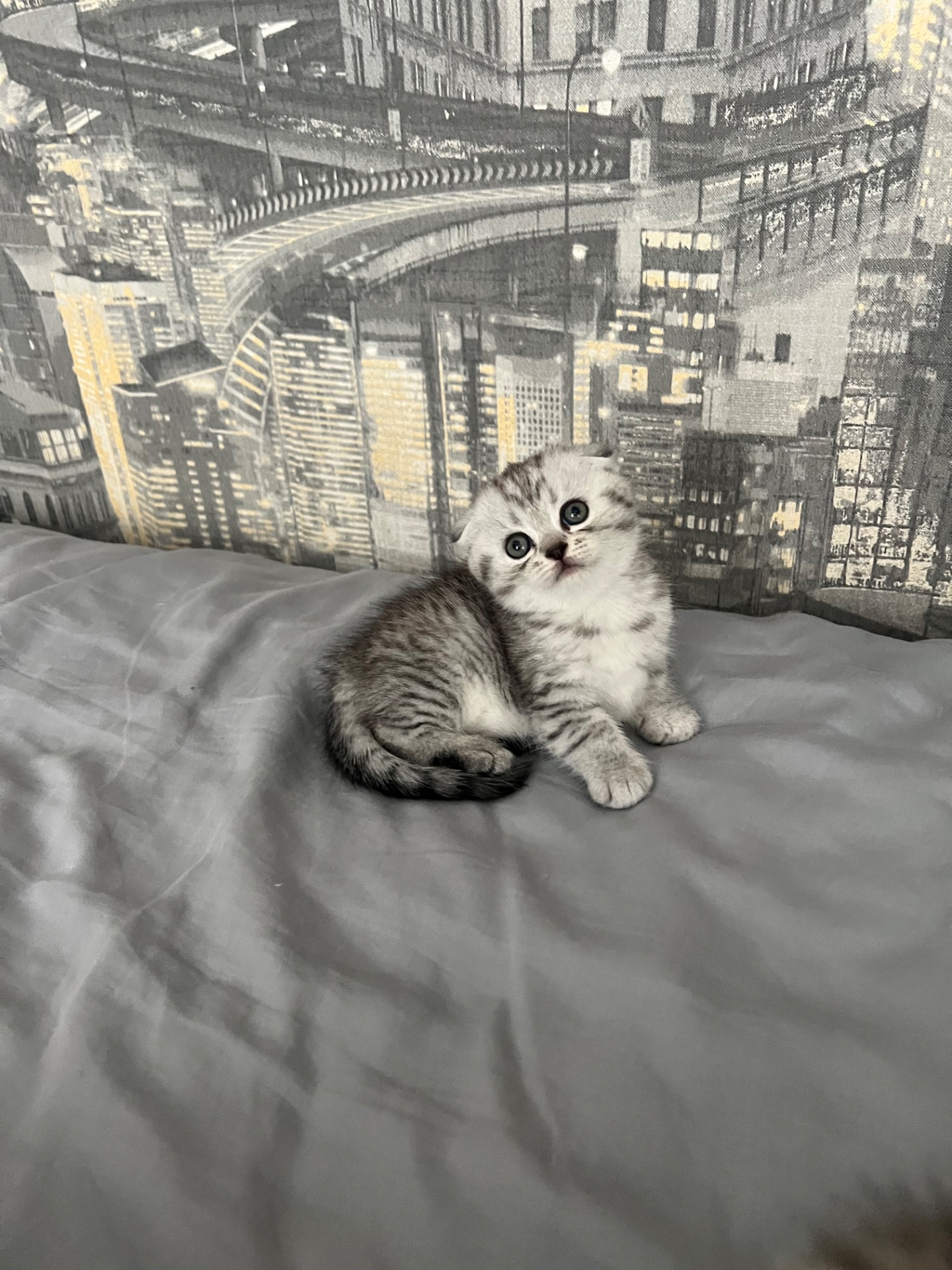 Кошенята шотландців
