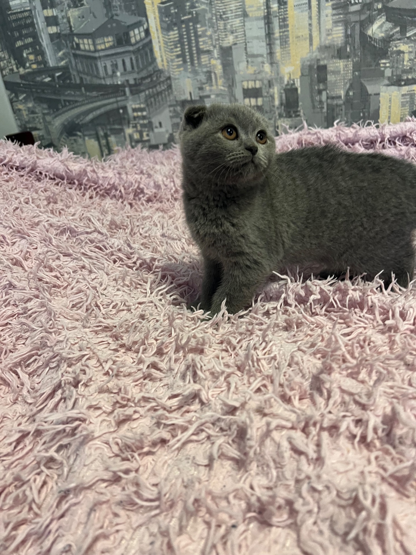 Кошенята скотіш фолд та скотіш страйт