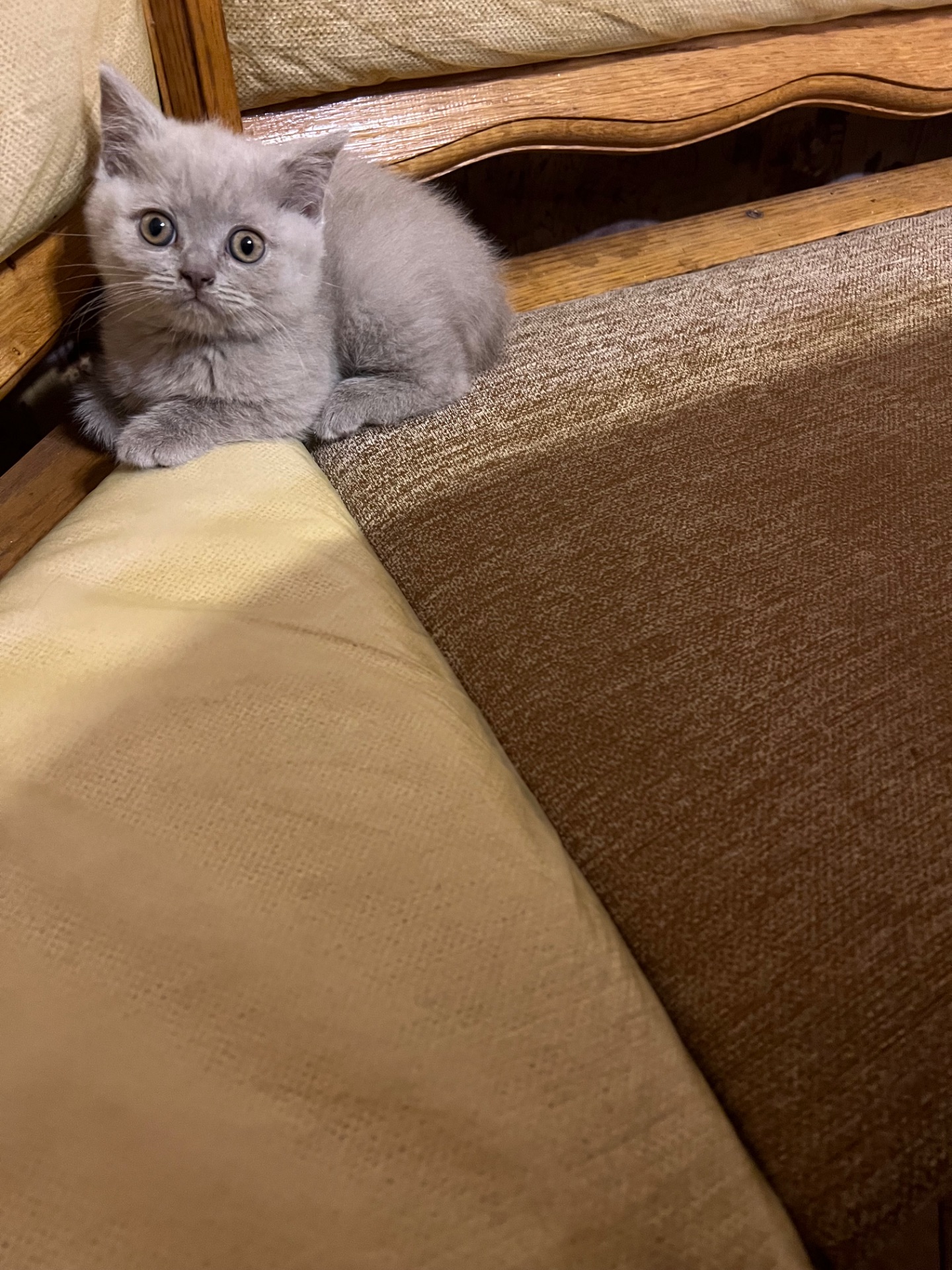 Кошенята скотіш фолд та скотіш страйт