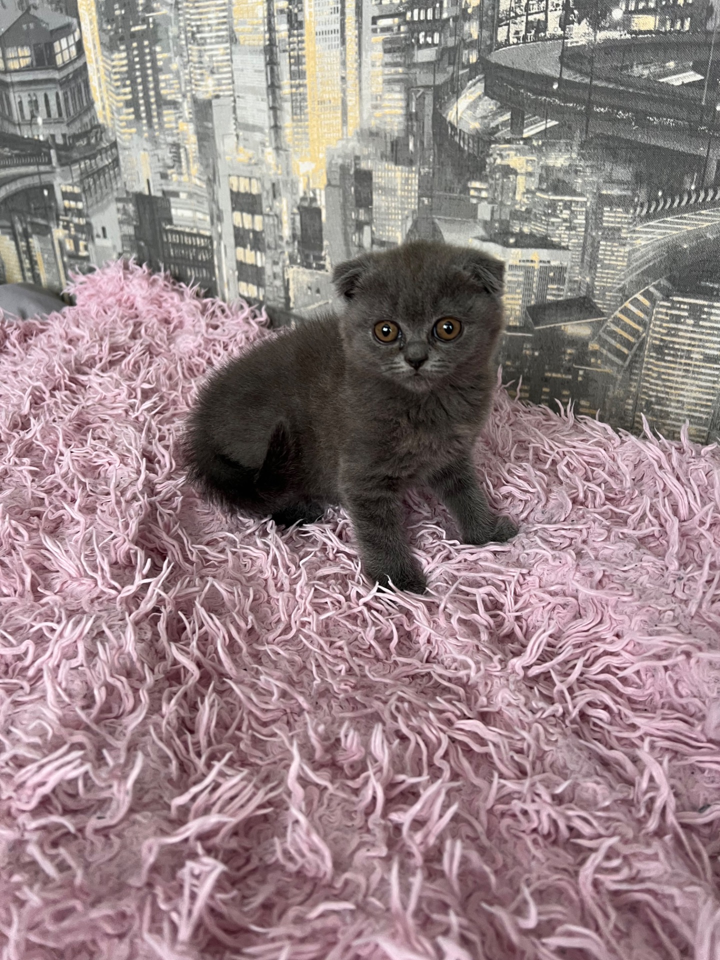 Кошенята скотіш фолд та скотіш страйт