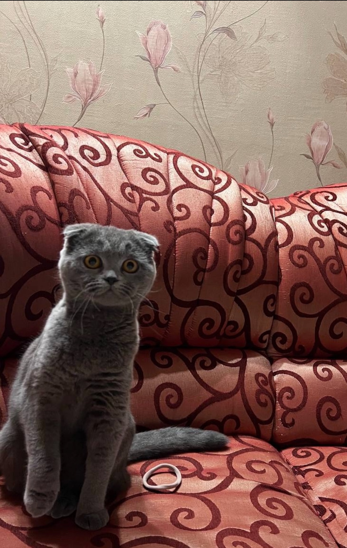 Кошенята шотландців