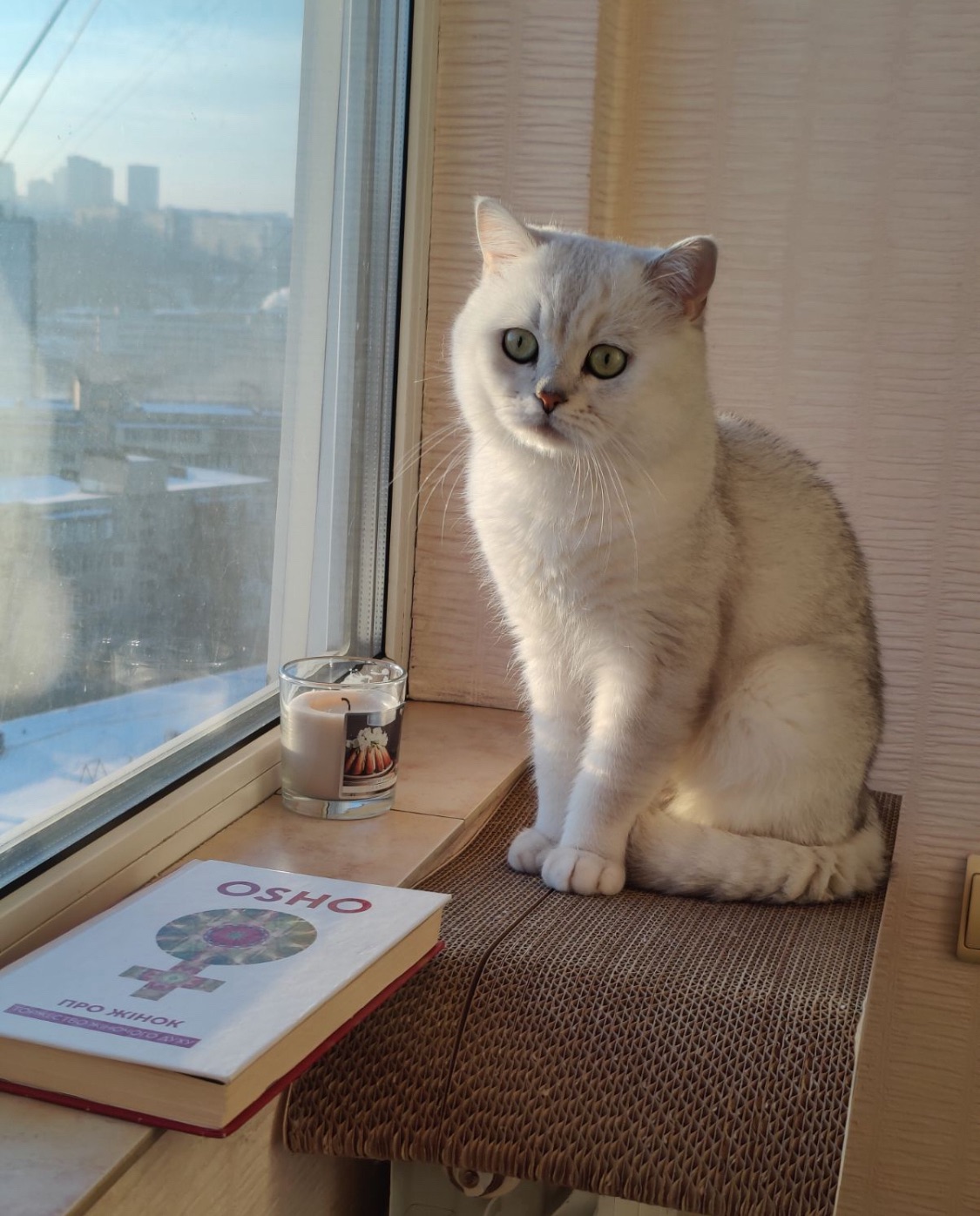 Кошенята шотландців