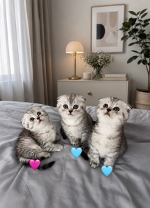 Кошенята шотландців