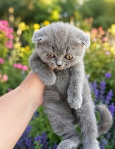 Кошенята скотіш фолд та скотіш страйт