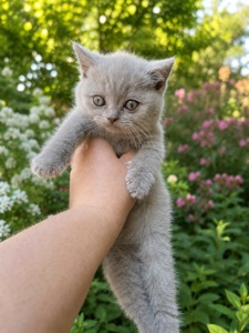 Кошенята скотіш фолд та скотіш страйт