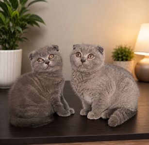 Кошенята скотіш фолд та скотіш страйт