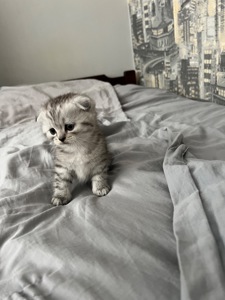Кошенята шотландців