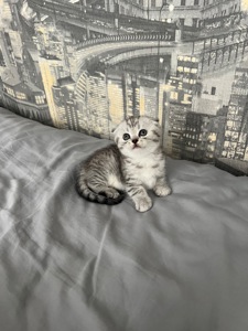 Кошенята шотландців