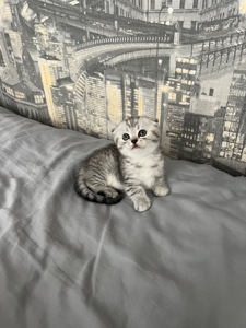 Кошенята шотландців