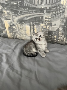 Кошенята шотландців