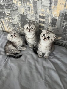 Кошенята шотландців