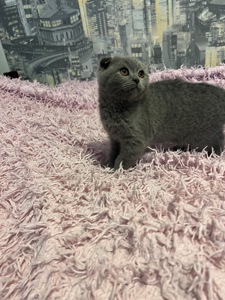 Кошенята скотіш фолд та скотіш страйт