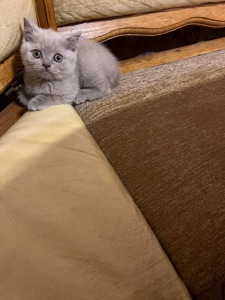 Кошенята скотіш фолд та скотіш страйт