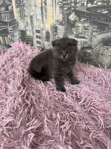 Кошенята скотіш фолд та скотіш страйт