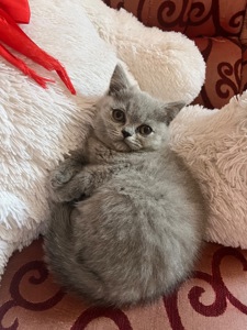 Кошенята скотіш фолд та скотіш страйт