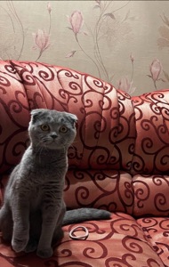 Кошенята шотландців