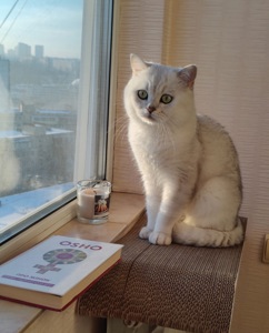 Кошенята шотландців
