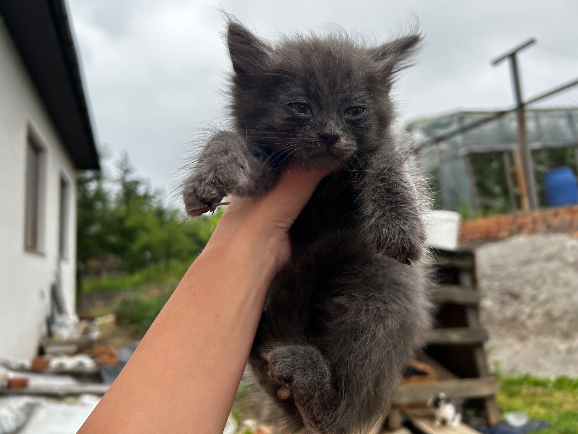 Віддам кошеня безкоштовно