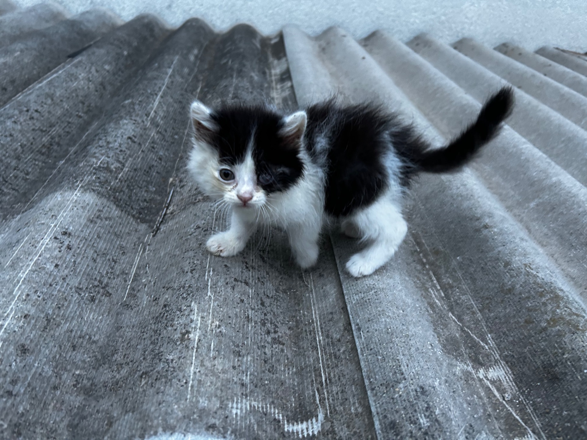 Віддам кошеня безкоштовно