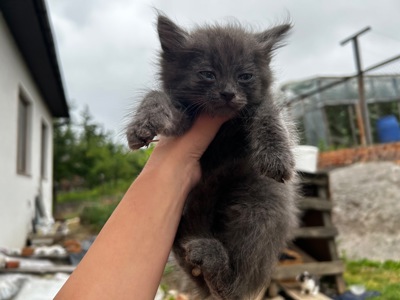 Віддам кошеня безкоштовно