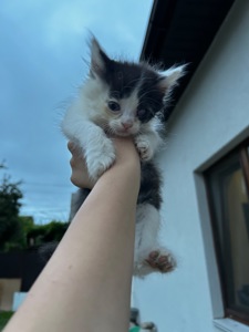 Віддам кошеня безкоштовно