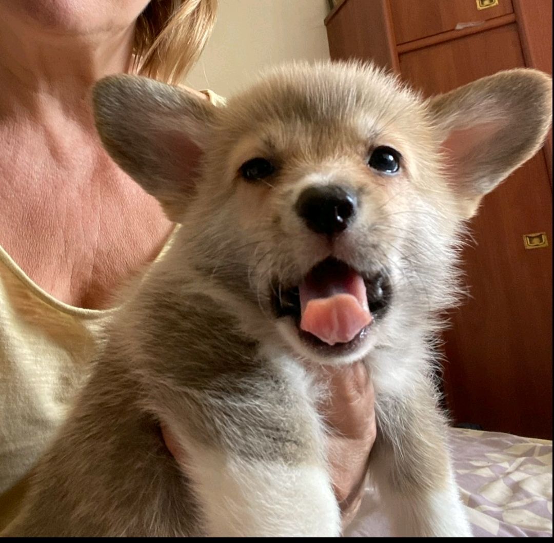 Вельш корги девочка СРОЧНО
