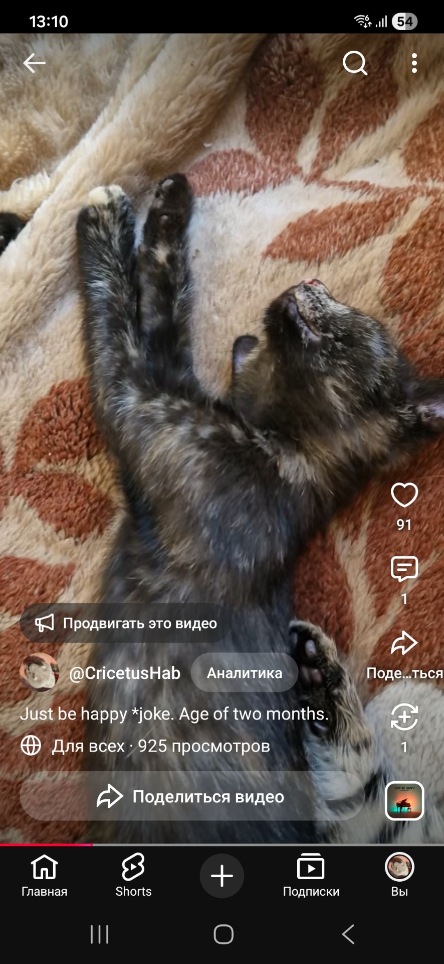 Майже трансильванська кішка