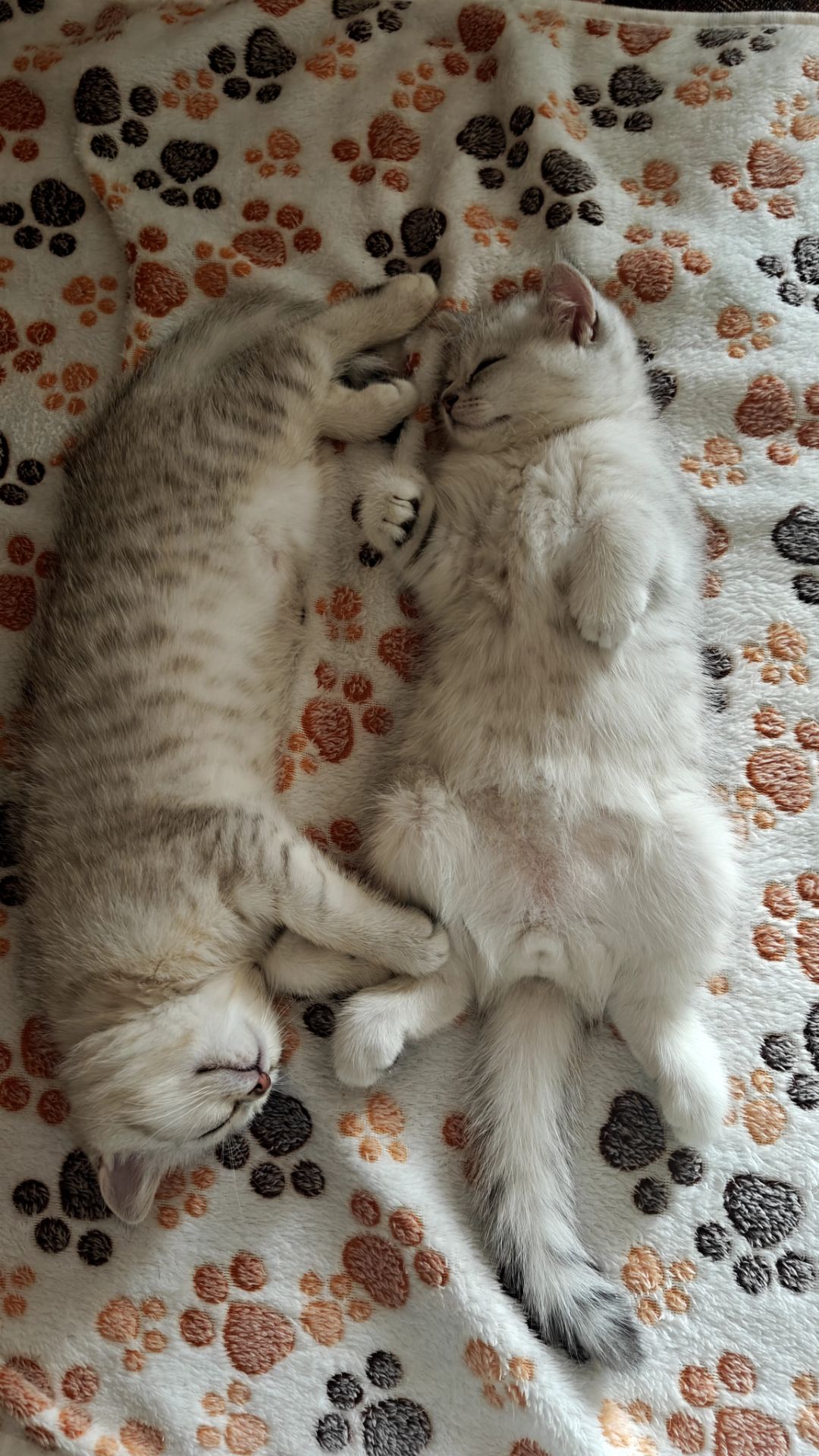 Котик Лакі і киця Луна