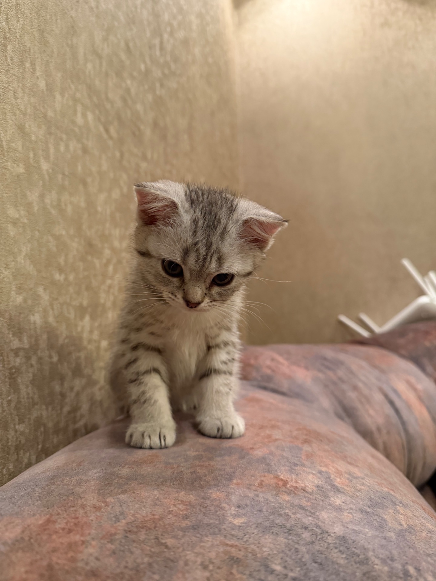 Кошенята висловухі