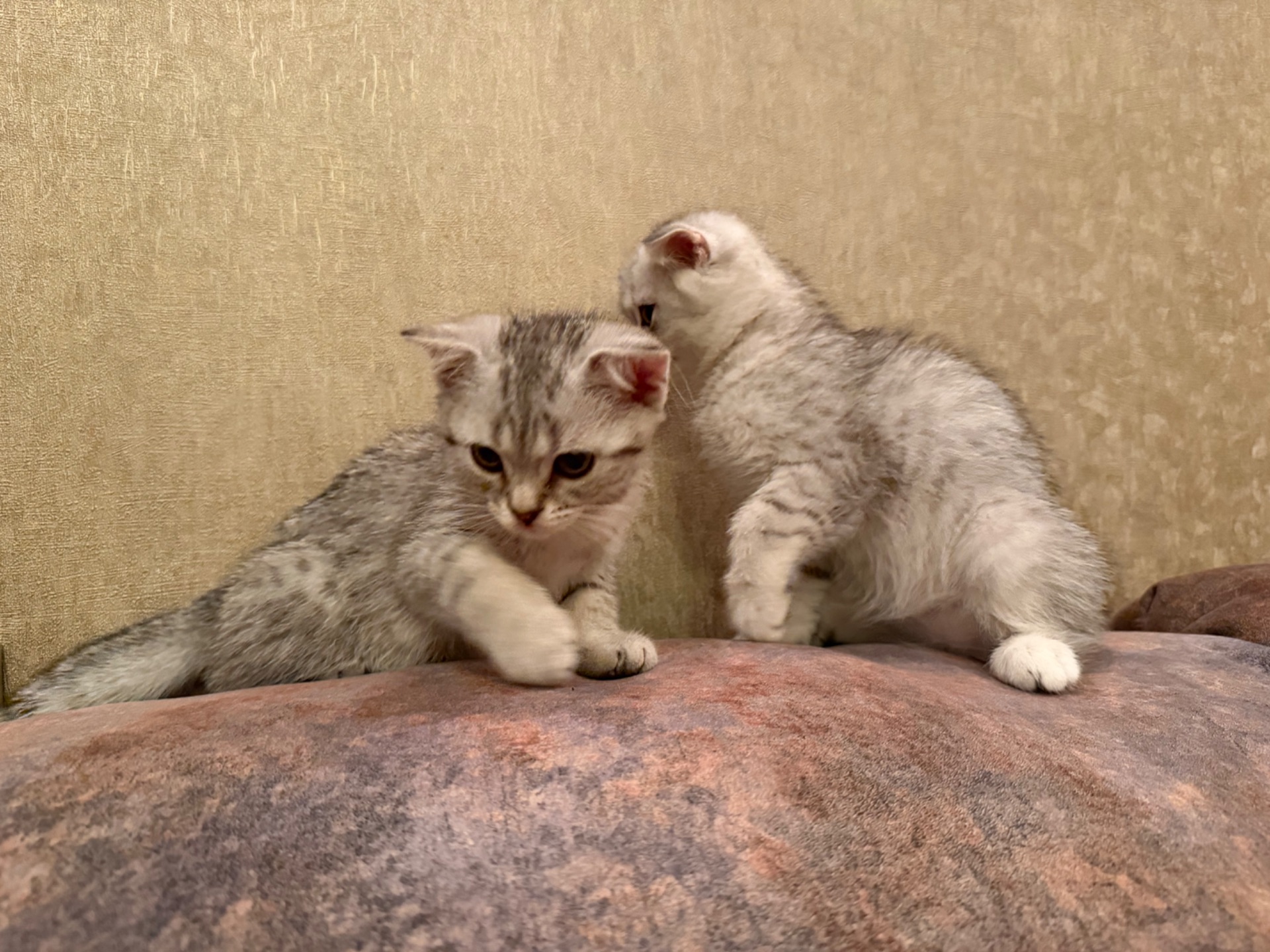 Кошенята висловухі