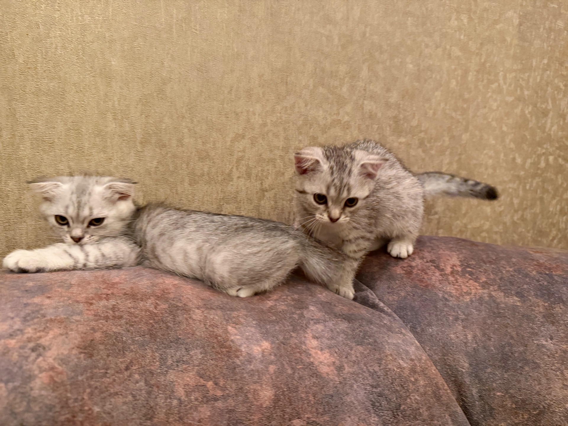 Кошенята висловухі