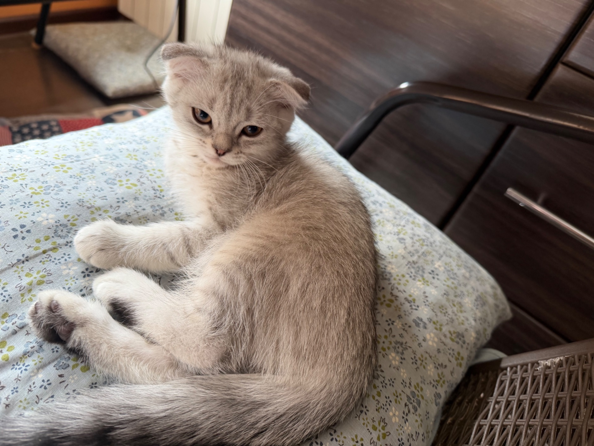Кошенята висловухі